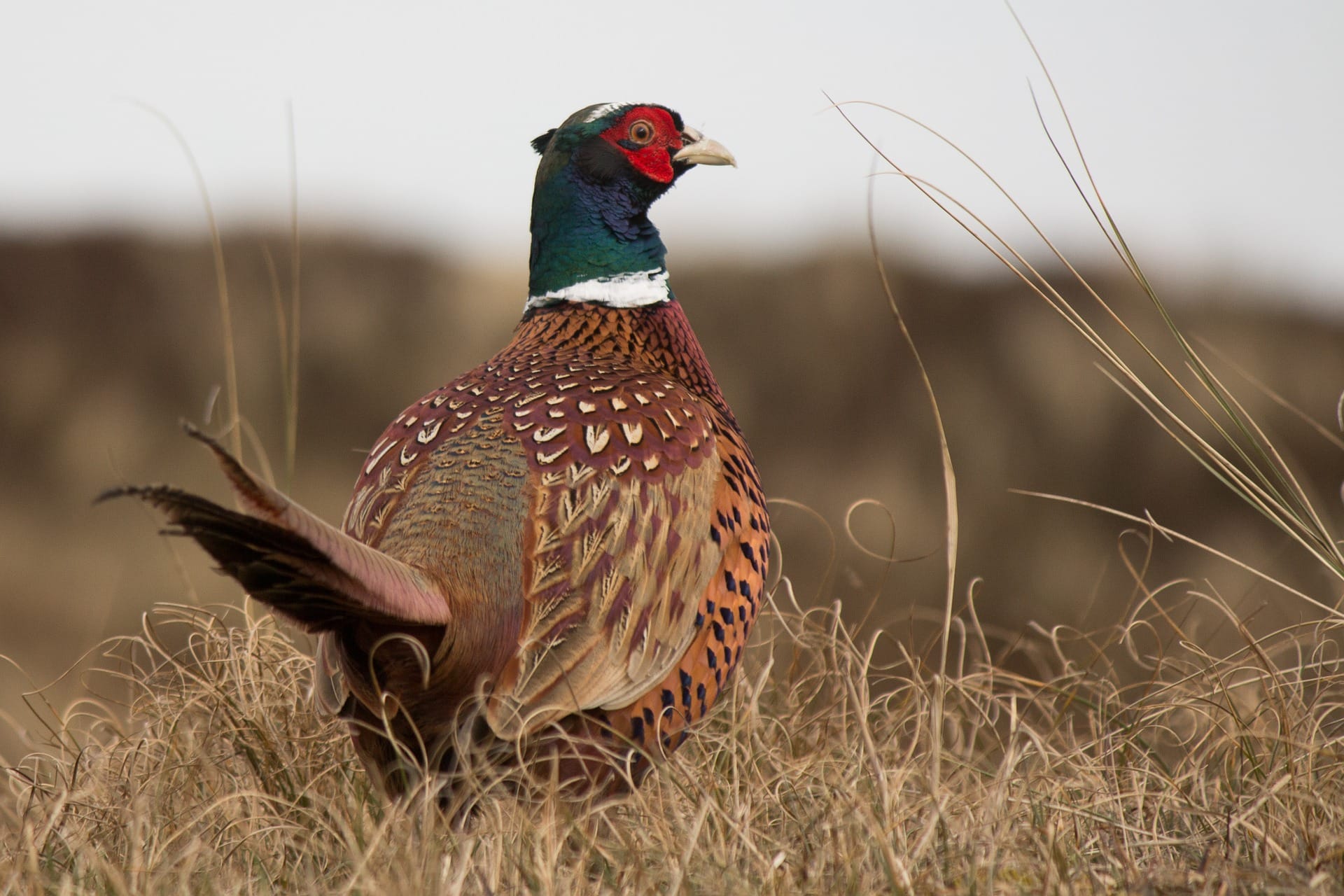 pheasant-765448_1920