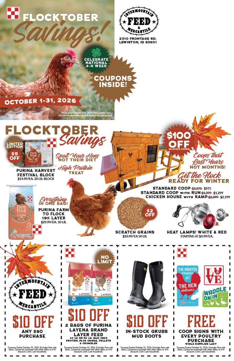 IF-Mailer-October2026-17x11-01