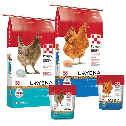 Products_Flock_Purina-Layena-Layer-Crumbles-50-10-Combo_1 copy